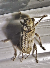 Ecyrus dasycerus