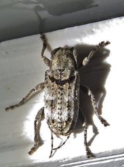 Ecyrus dasycerus