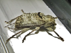 Ecyrus dasycerus