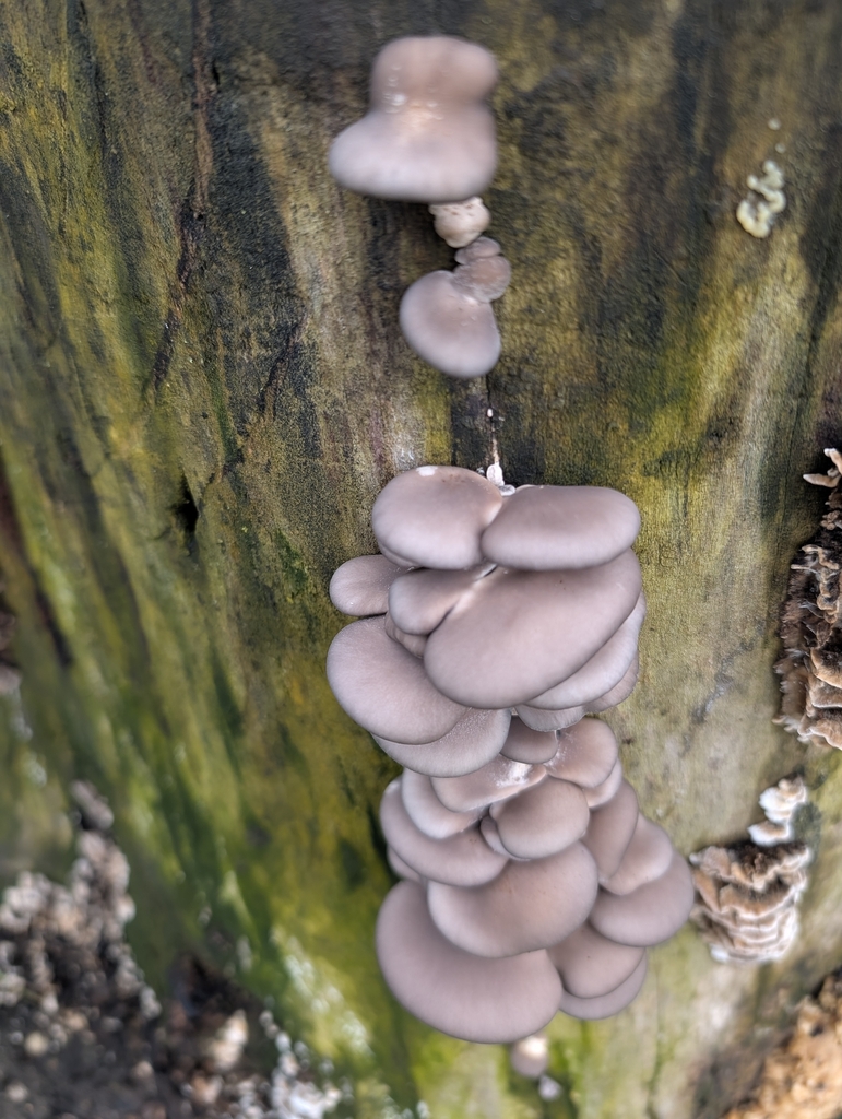 Pleurotus ostreatus · February 2026 · photo: © pilmar (iNaturalist, cc0)