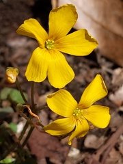 Oxalis macrantha