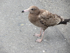 Larus crassirostris