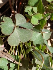 Oxalis macrantha