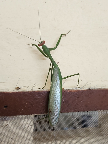Tismomorpha vitripennis