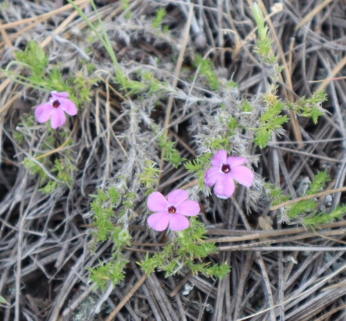 carpet phlox (Phlox caespitosa)