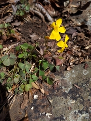 Oxalis macrantha
