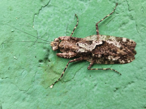 Theopompella aurivillii