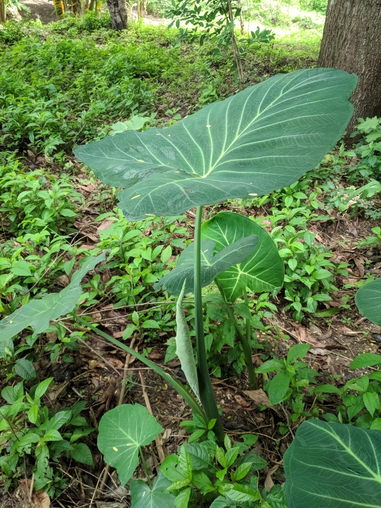 Malanga