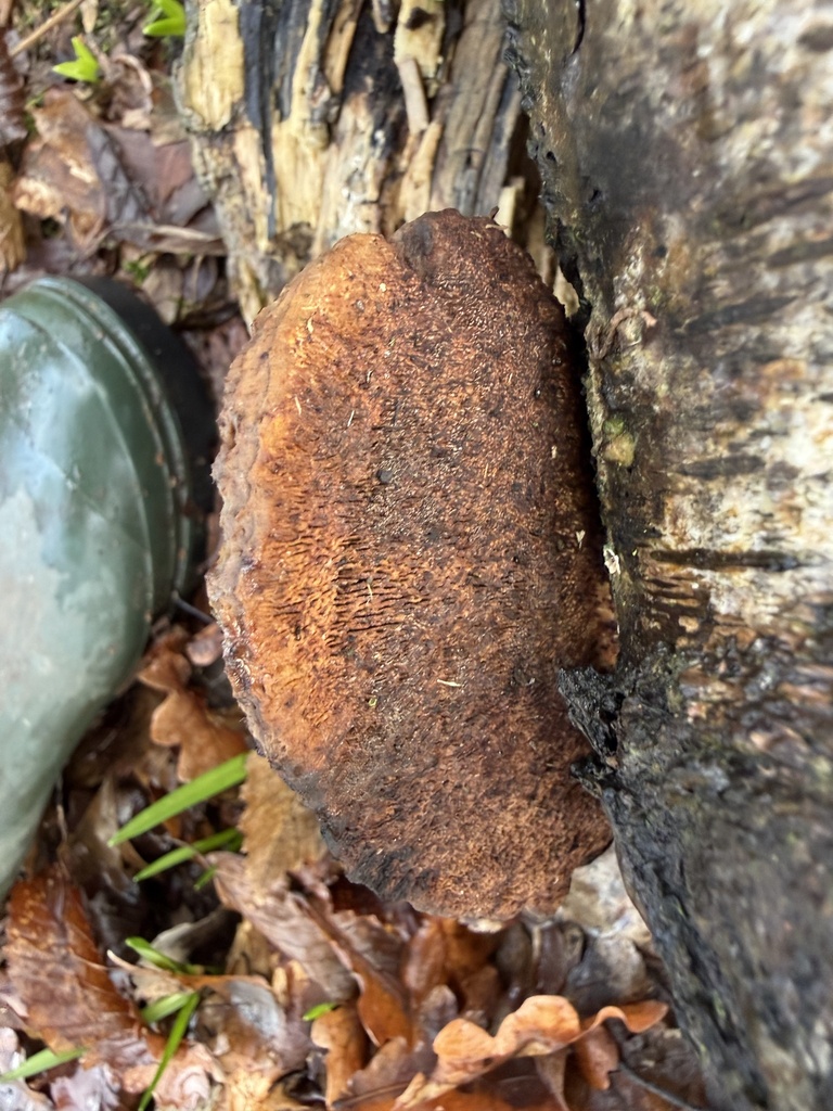 Daedaleopsis confragosa · February 2026 · photo: © cjoynson (iNaturalist, cc0)