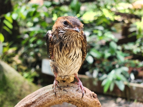 Lesser Striped Swallow