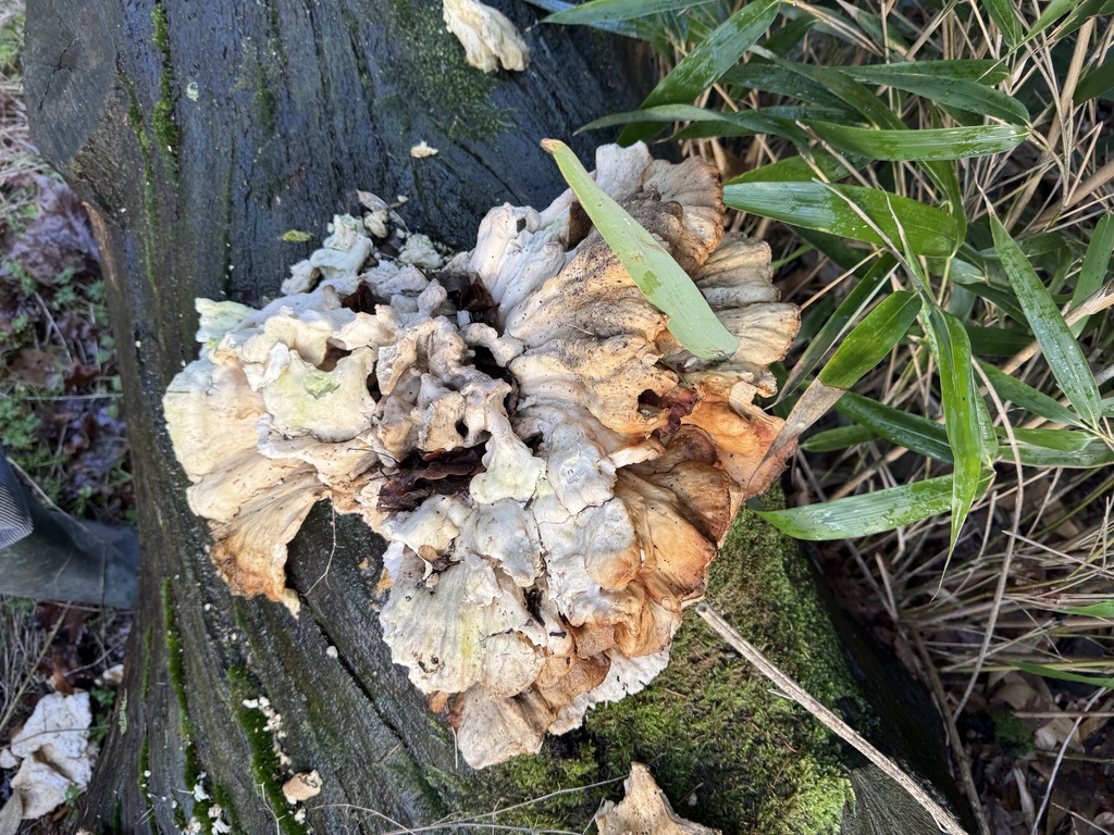 Laetiporus sulphureus · February 2026 · photo: © cjoynson (iNaturalist, cc0)