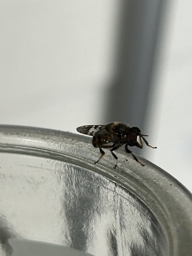 Unknown species found near Northwest Side, San Antonio, TX, US