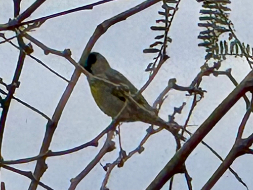 Lawrence's Goldfinch (Spinus lawrencei), photo 2