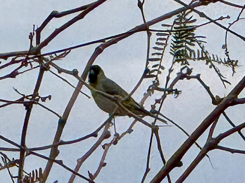 Lawrence's Goldfinch (Spinus lawrencei), photo 3