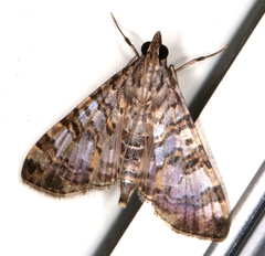 Dysallacta negatalis