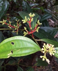 Miconia lateriflora