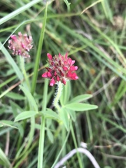 Trifolium africanum