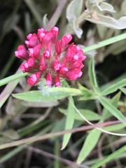 Trifolium africanum