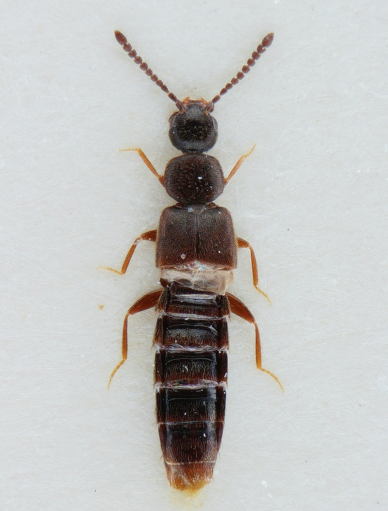 Atheta nigra