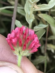 Trifolium africanum
