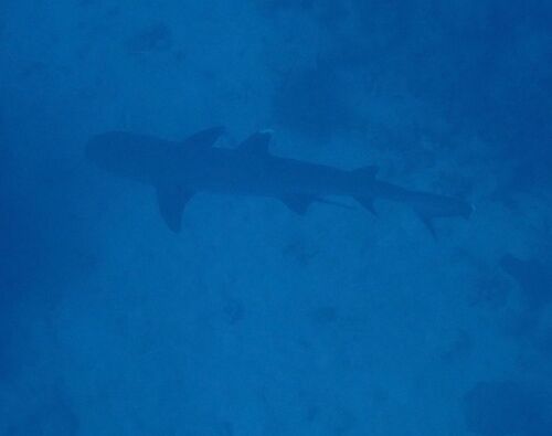 Whitetip reef shark