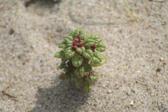 (c) Sean Rigney, some rights reserved (CC BY) Amaranthus pumilus, photograph (c) Sean Rigney, some rights reserved (CC BY)