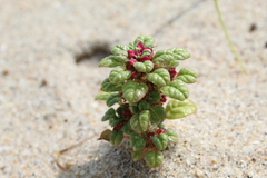 (c) Sean Rigney, some rights reserved (CC BY) Amaranthus pumilus, photograph (c) Sean Rigney, some rights reserved (CC BY)