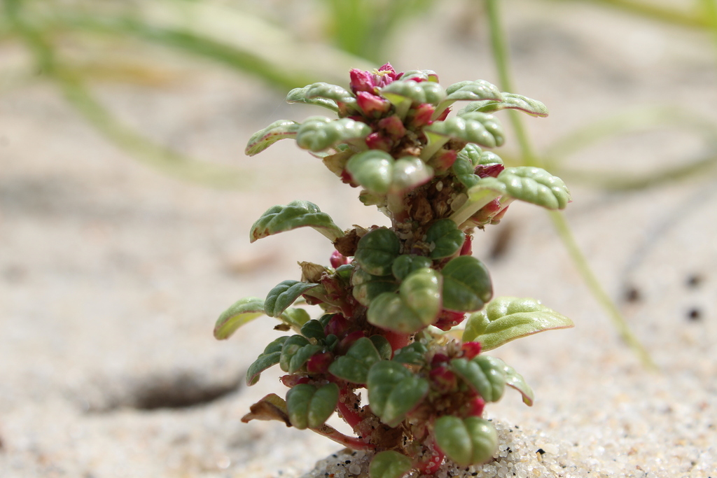 Amaranthus pumilus; photograph (c) Sean Rigney, some rights reserved (CC BY)