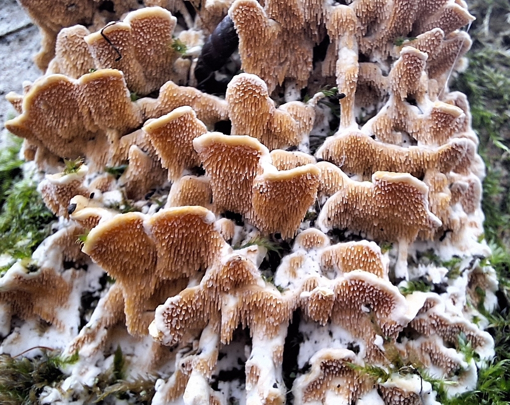 Steccherinum bourdotii · February 2026 · photo: © yellowplant (iNaturalist, cc-by)