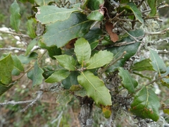 Quercus sebifera