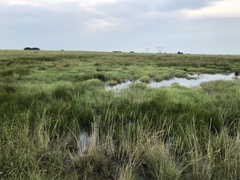 Cyperus rigidifolius