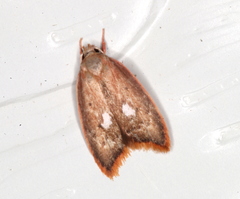 Parocystola