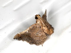 Scenedra decoratalis