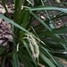 Carex perraudieriana - Photo (c) gabohq, some rights reserved (CC BY-NC), uploaded by gabohq