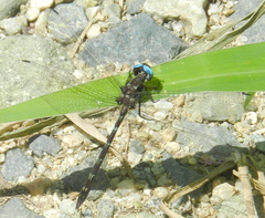 Macrothemis celeno