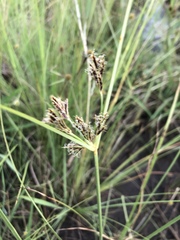 Cyperus rigidifolius