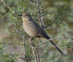Toxostoma bendirei