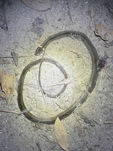 Western Graceful Brown Snake