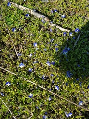 Veronica syriaca