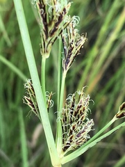 Cyperus rigidifolius