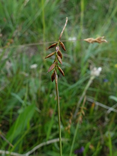 Flea Sedge (Carex pulicaris)