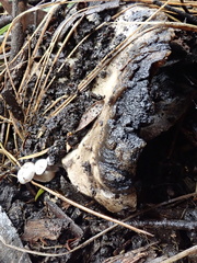 Asterophora mirabilis