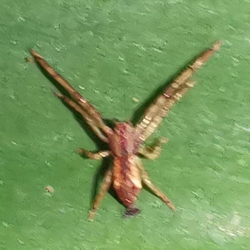 Prepotelus lanceolatus
