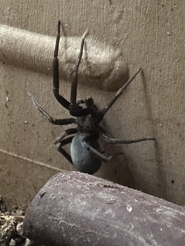 Arizona black hole spider photo 5
