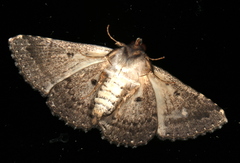 Diatenes aglossoides