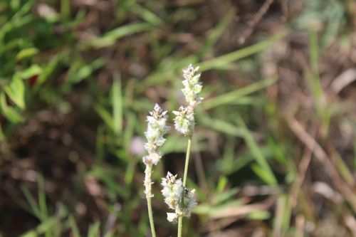 Slender Snakecotton (Froelichia gracilis)