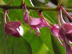 Drymonia conchocalyx