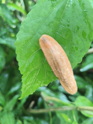 Phyllocaulis boraceiensis