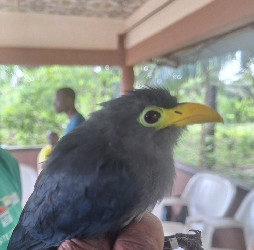 Blue Malkoha