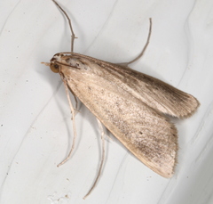 Scirpophaga